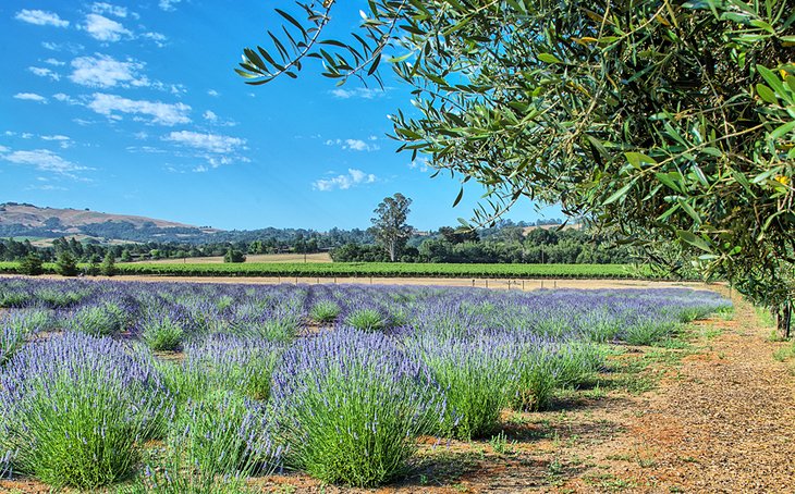 Lavender fields in Sonoma