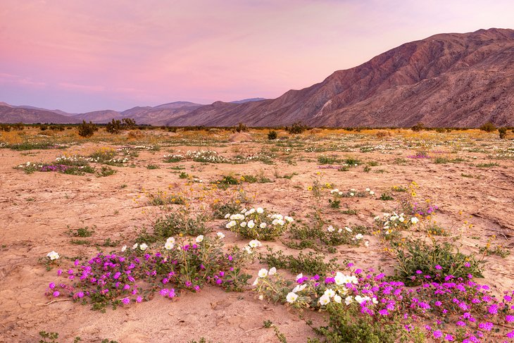 Anza-Borrego Desert State Park in spring