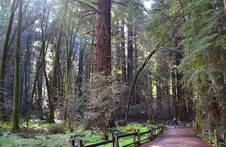 Henry Cowell Redwoods State Park