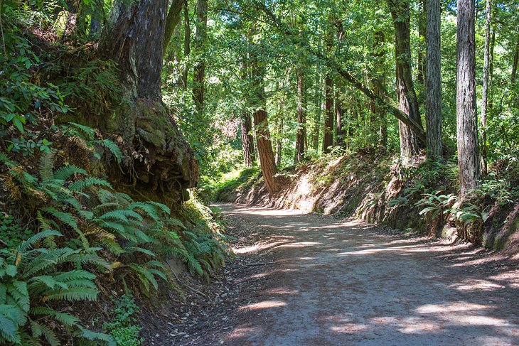 Aptos Creek Fire Road