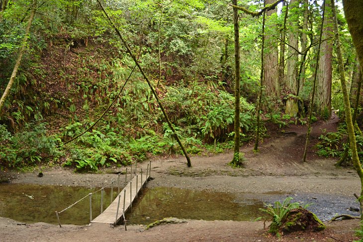 Old Growth Loop Trail