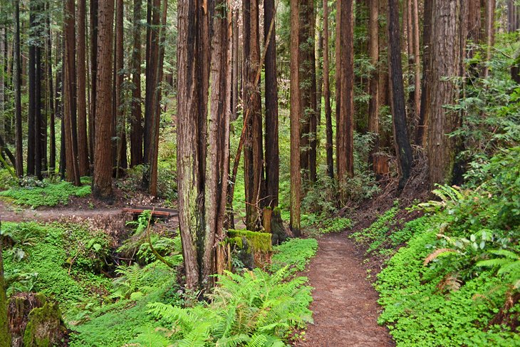 12 rutas de senderismo mejor valoradas cerca de Santa Cruz, CA