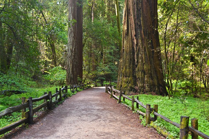 Redwood Grove Loop Trail