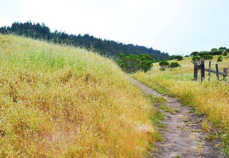 12 rutas de senderismo mejor valoradas cerca de Santa Cruz, CA