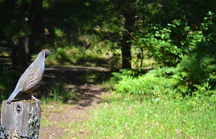 A California quail at Sugarloaf Ridge State Park