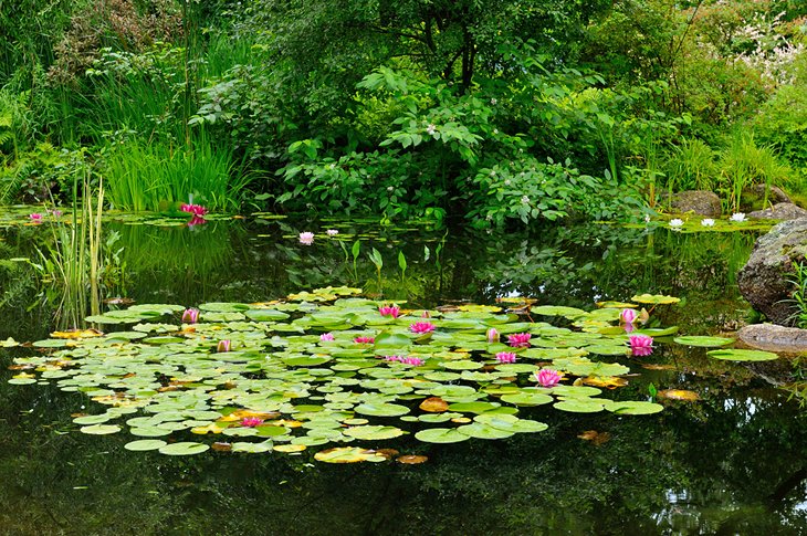 Waterlily pond at the Annapolis Royal Historic Gardens