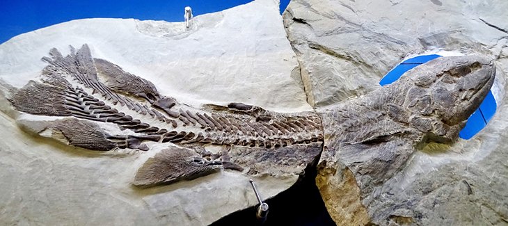 Fossil, Parc National de Miguasha Fossil Site