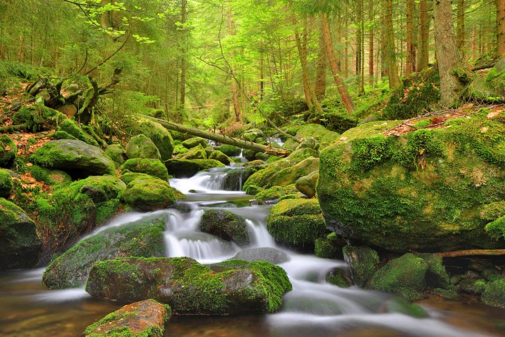 A mountain stream in Sumava National Park