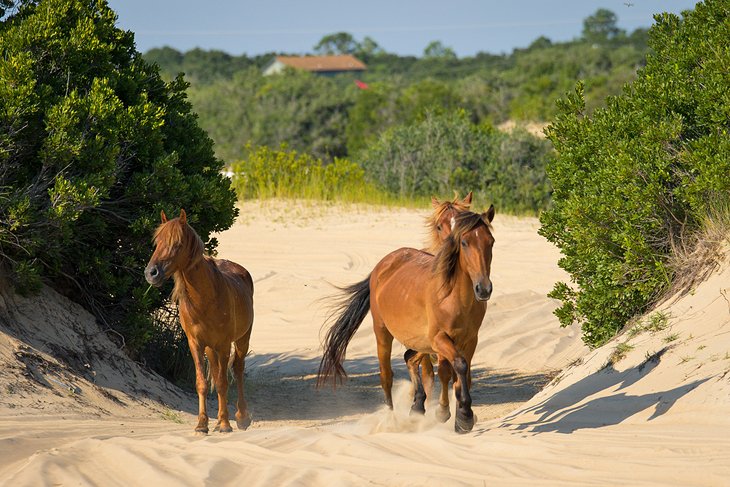 Corolla's wild horses