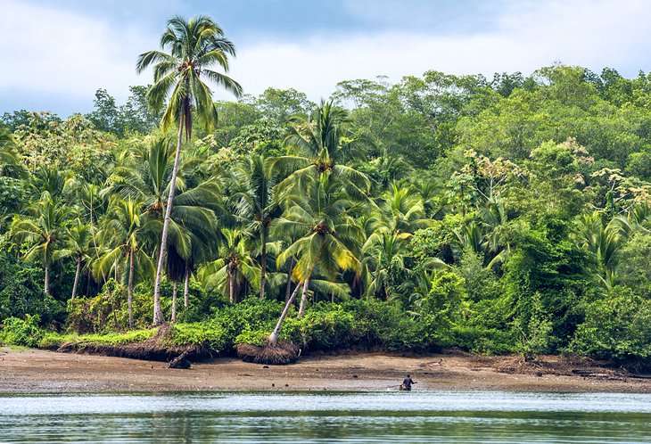 Jungle behind the beach at San Lorenzo, Ecuador