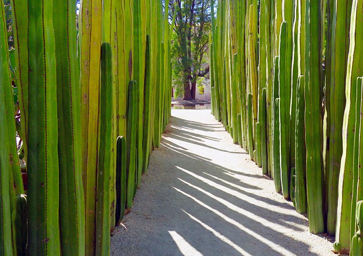 Oaxaca Ethnobotanical Garden