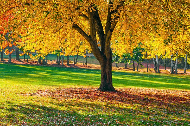 Fall foliage in Long Valley