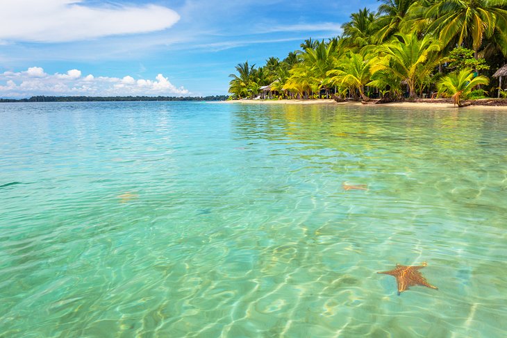 Starfish Beach