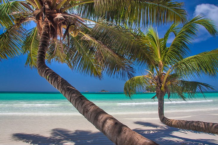 Coconut palms on Anse Volbert