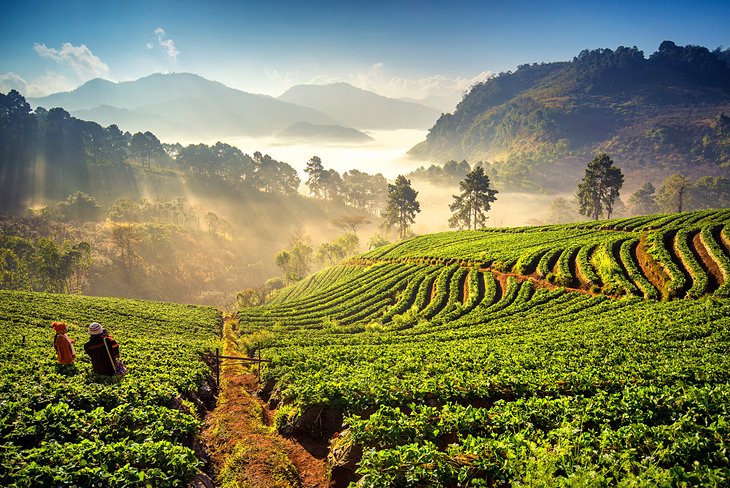 Sunrise over strawberry fields on Doi Angkhang Mountain