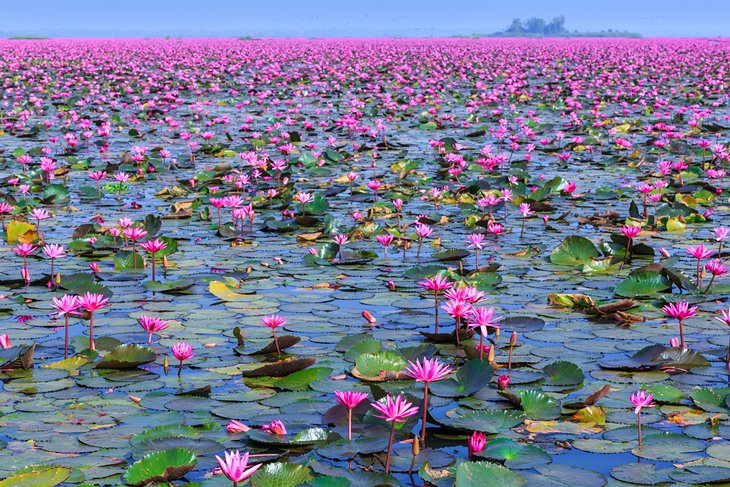 Lac du Lotus Rouge