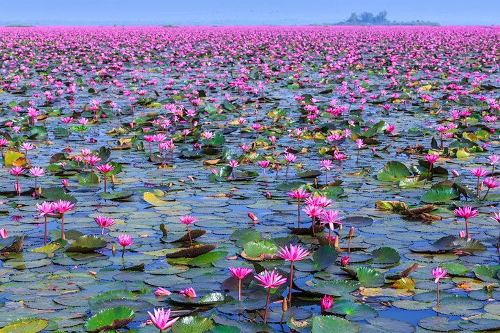 Red Lotus Lake