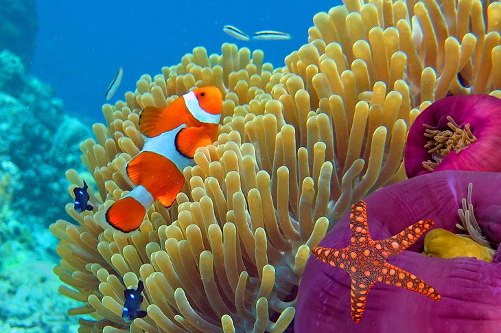 Anemone and clownfish off Ko Tao