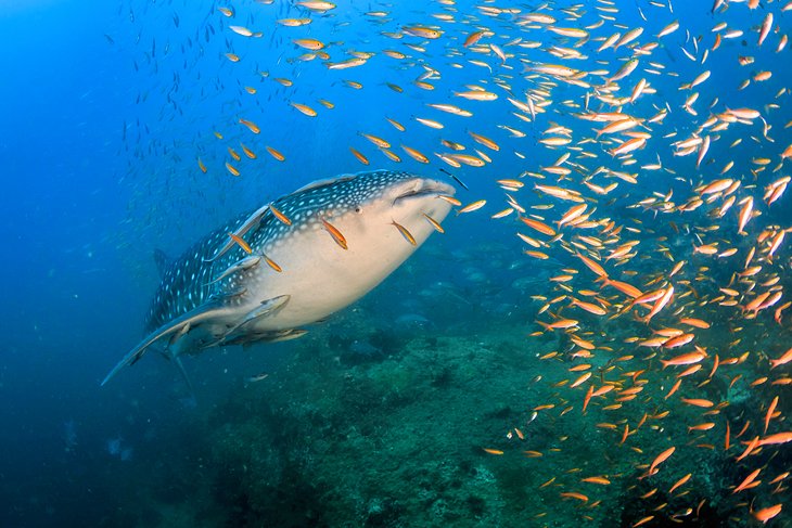 A young whale shark at Sail Rock