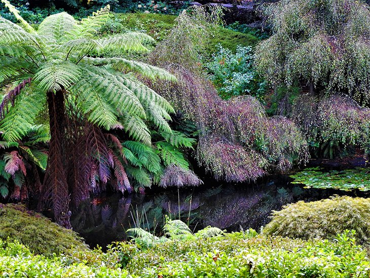 Dandenong Ranges Botanic Garden