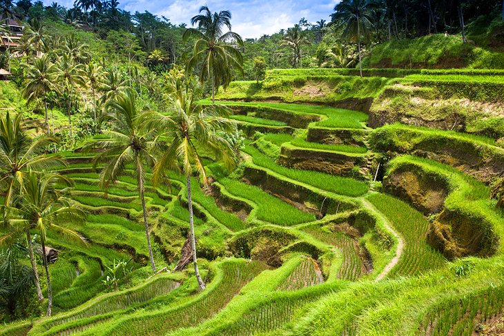 Rice fields in Bali