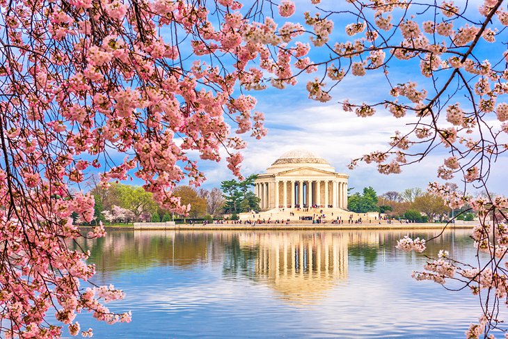 Cherry blossoms and the Jefferson Memorial in Washington D.C.