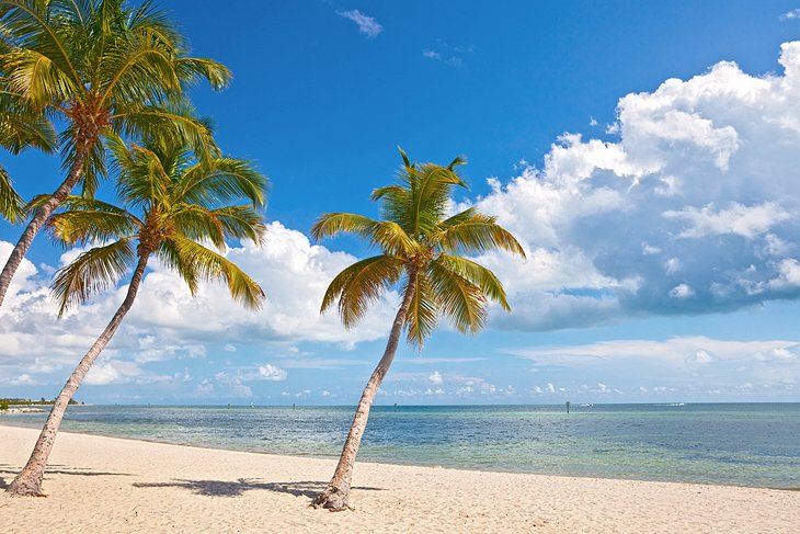 Palm trees on the beach in Key West