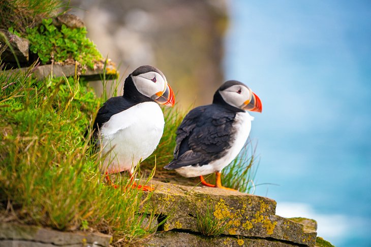 Atlantic puffins in Newfoundland