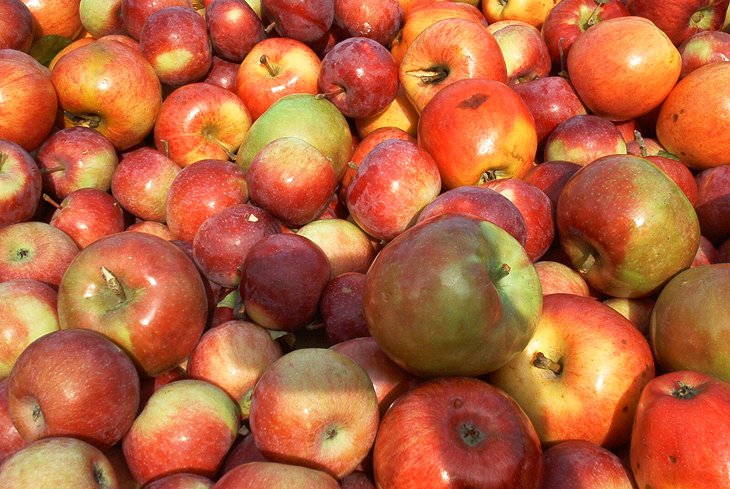 Apples ready to be made into cider at B.F. Clyde's Cider Mill