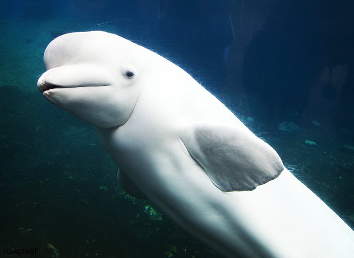Béluga au Mystic Aquarium