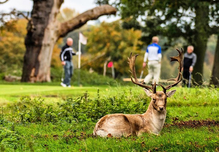 A resting deer on the Hampton Court Palace Golf Club