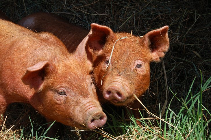 A pair of Tamworth Piglets