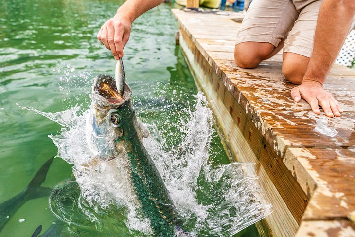 Feeding tarpon at Robbie's