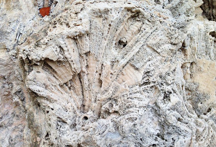 Fossil in Windley Key Fossil Reef Geological State Park in Florida