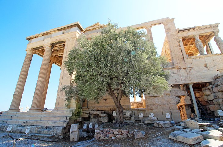 The Legendary Olive Tree of the Pandroseion