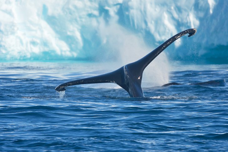 Baleines à bosse dans le fjord glacé d'Ilulissat