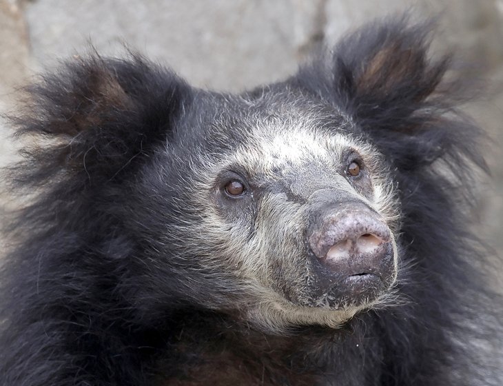 Sloth bear