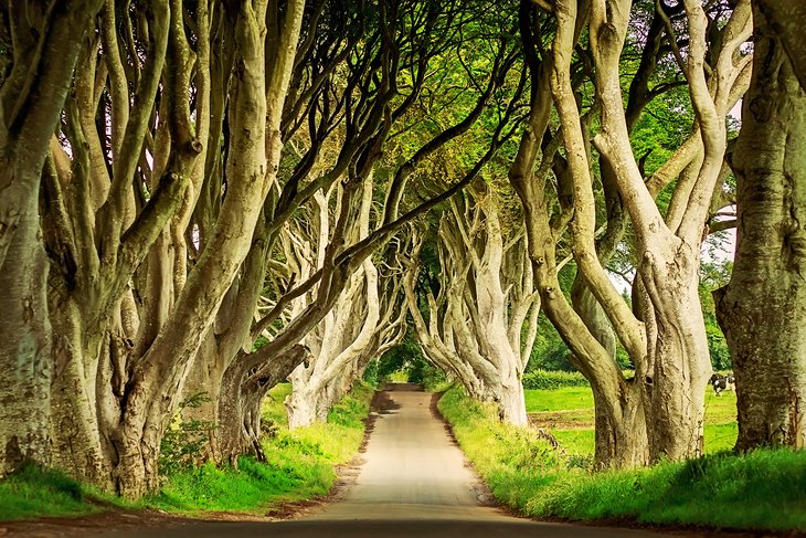 The Dark Hedges