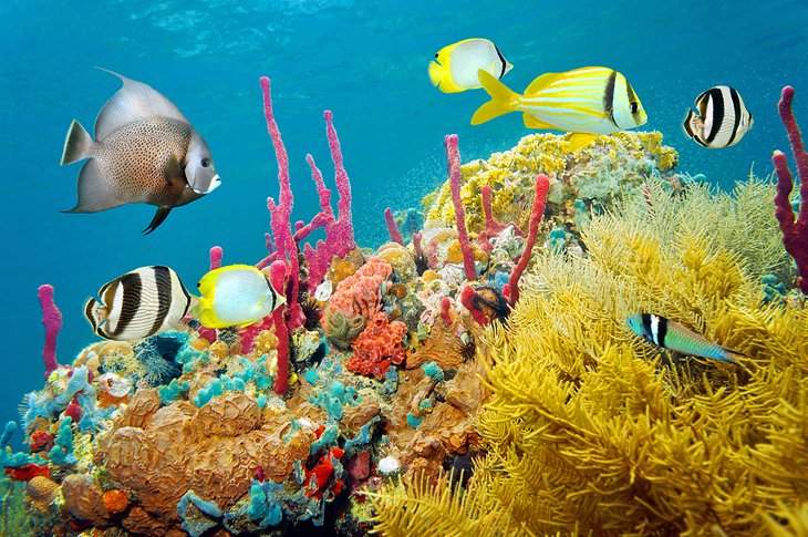 Colorful fish and coral