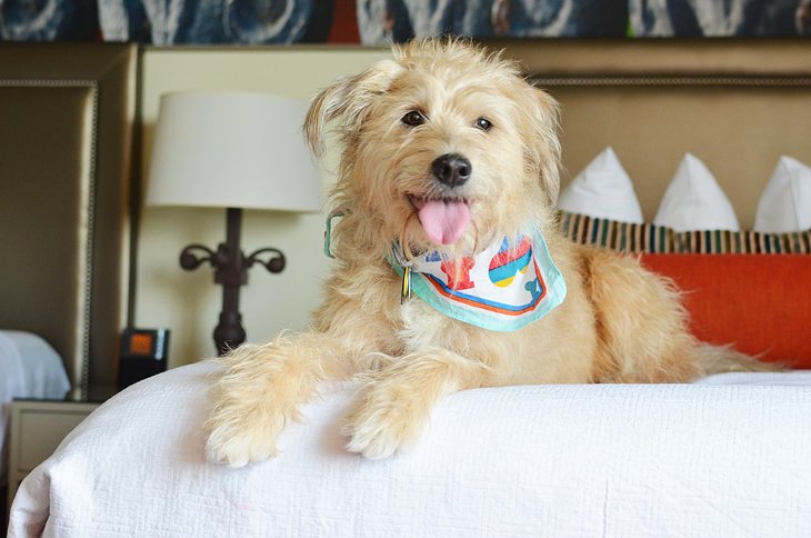 16 hoteles que admiten mascotas en Nueva Orleans, LA 16 hoteles que admiten mascotas en Nueva Orleans, LA