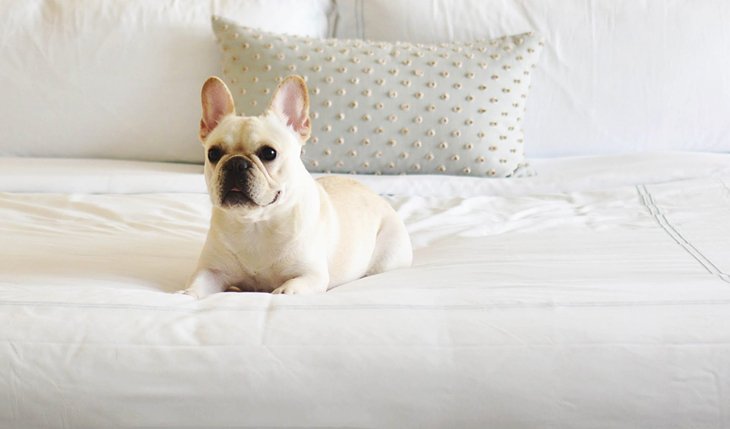 16 hoteles que admiten mascotas en Nueva Orleans, LA