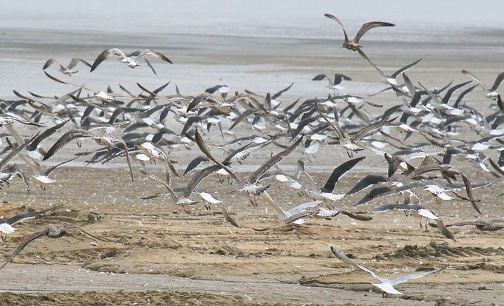 Gulls flying over the beach at Hart Miller State Park
