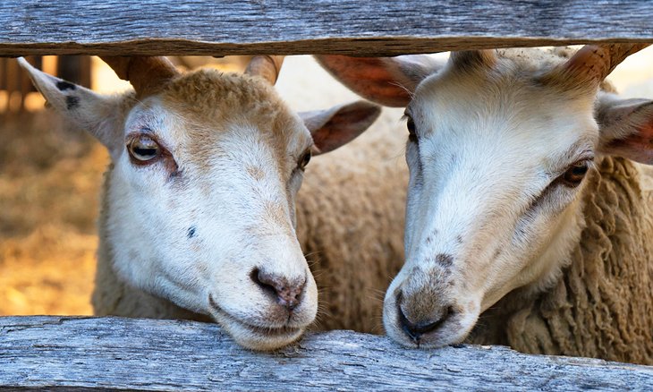 Goats greet visitors at Old Sturbridge Village