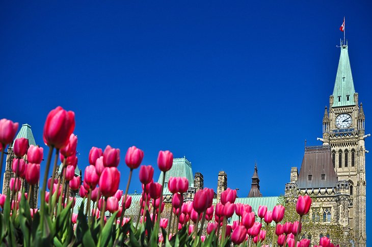 Canadian Tulip Festival and the Parliament Buildings