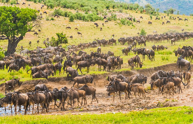 Wildebeest migration in the Serengeti