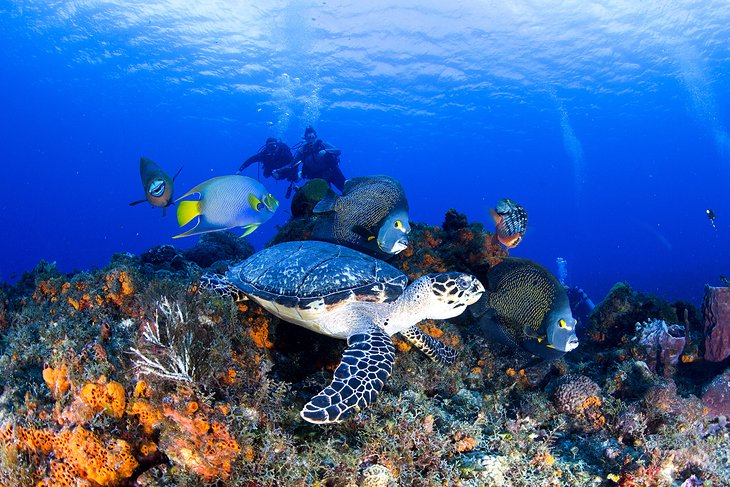 Turtle and angelfish on a dive in Cozumel