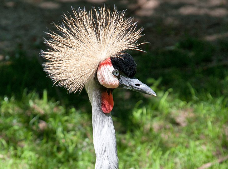 African crowned crane