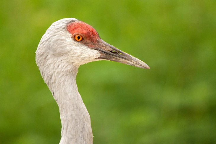 Sandhill crane at the Wildlife Safari