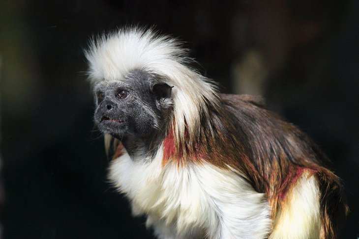 Titi monkey at the Cape May County Park & Zoo