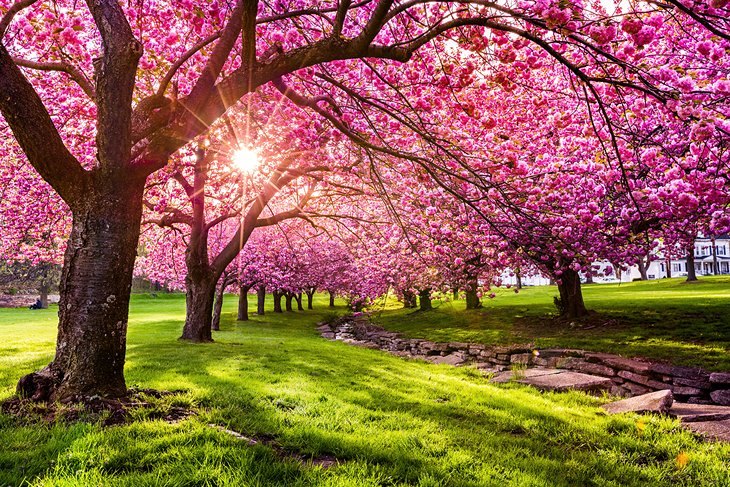 Cherry blossoms in Hurd Park
